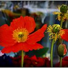 Mohn