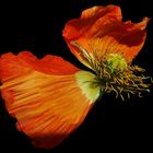 Mohn