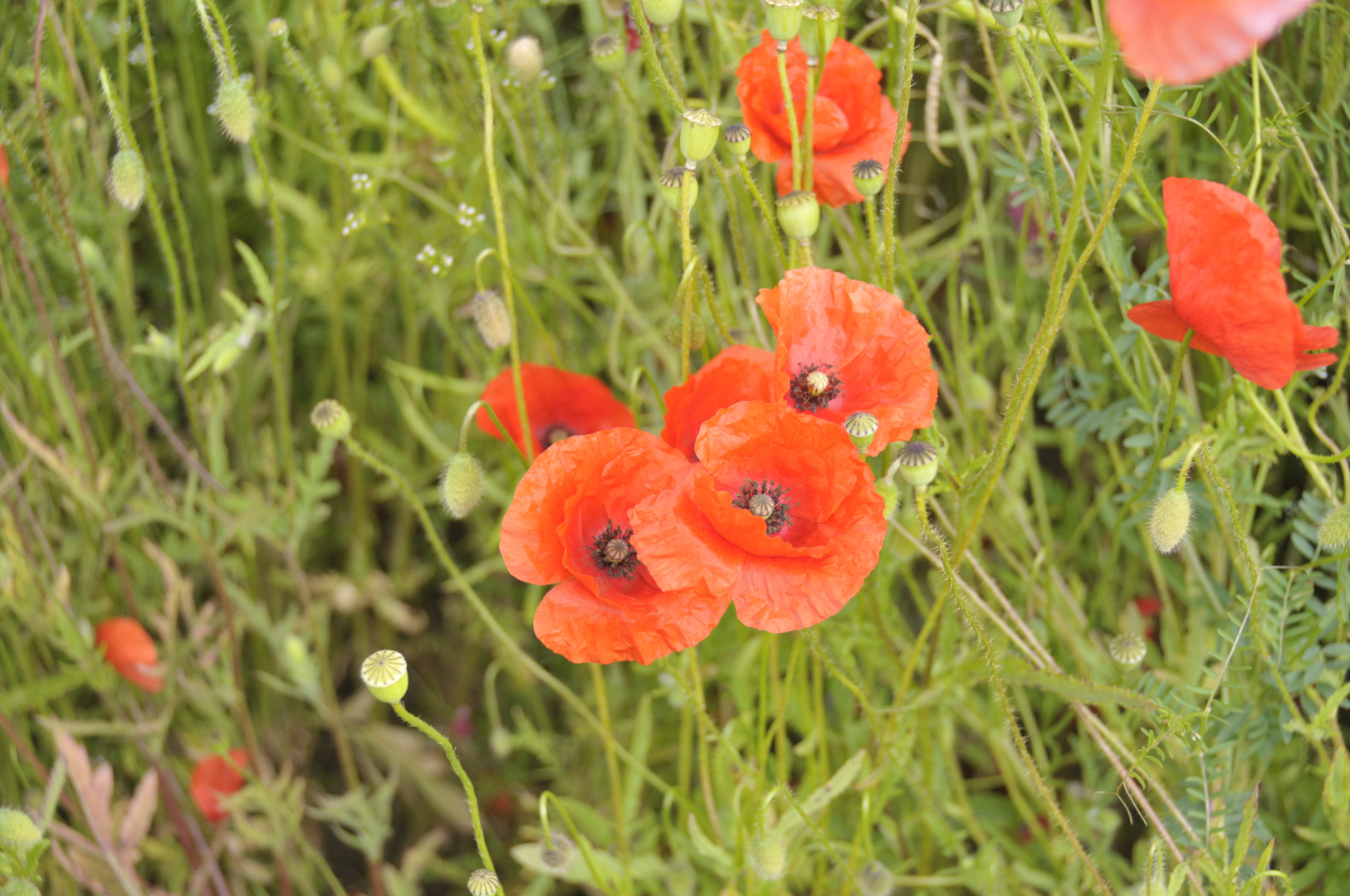 Mohn