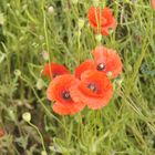 Mohn