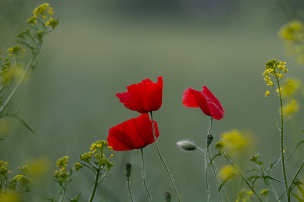 Mohn