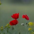 Mohn