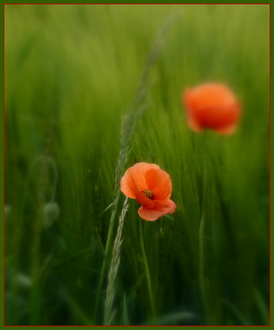 - Mohn -