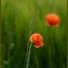 - Mohn -