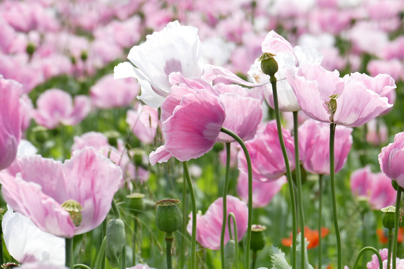 ..Mohn - Feelings...