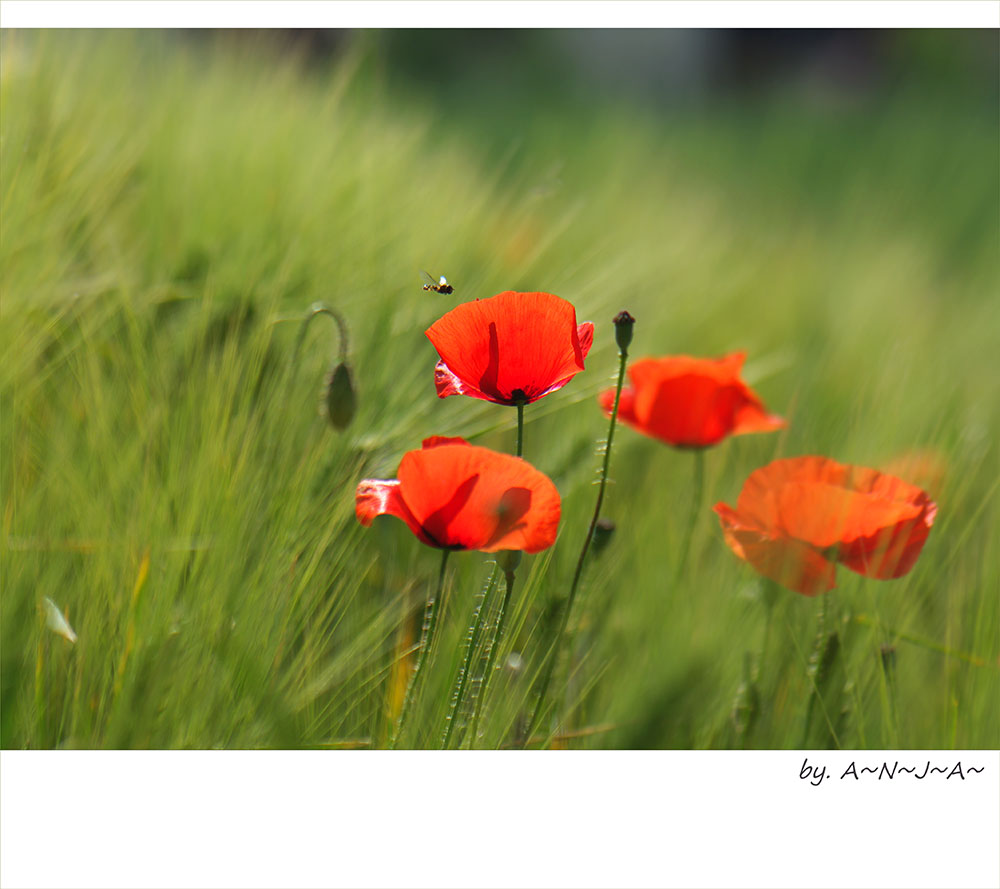 * Mohn- feelings...*