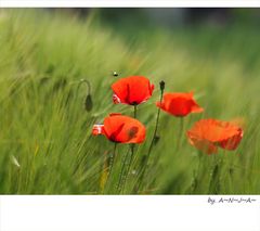 * Mohn- feelings...*