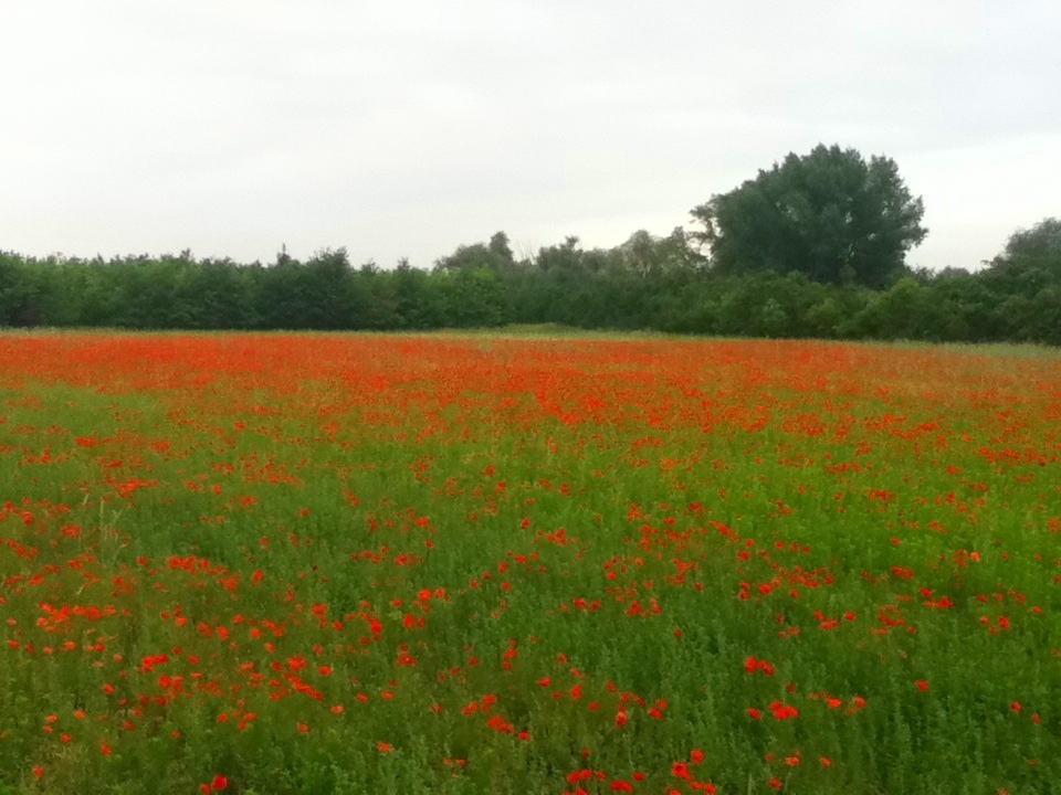 Mohn Feld