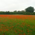 Mohn Feld