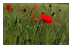 Mohn-Feld