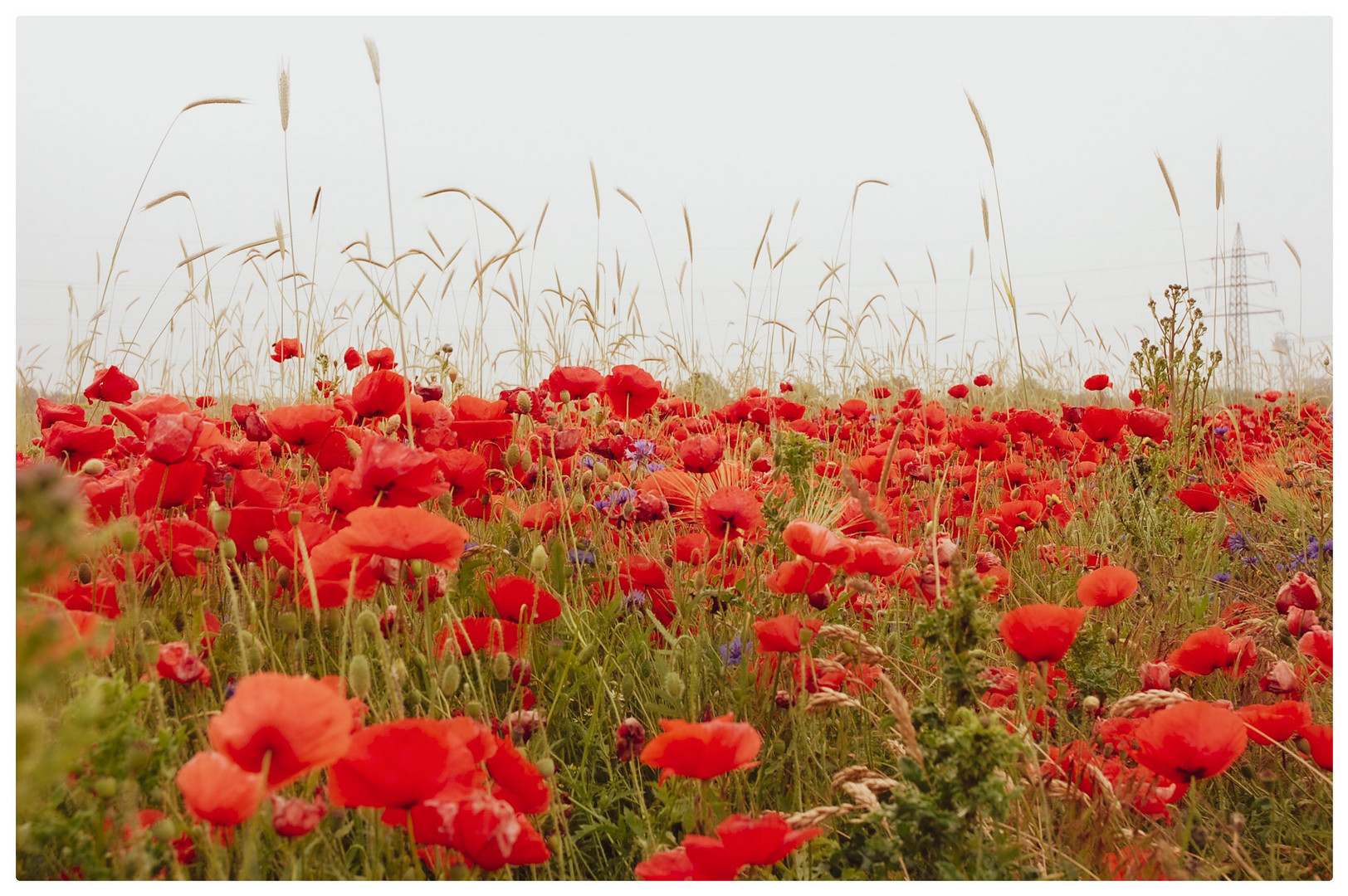 Mohn Feld 