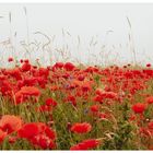 Mohn Feld 