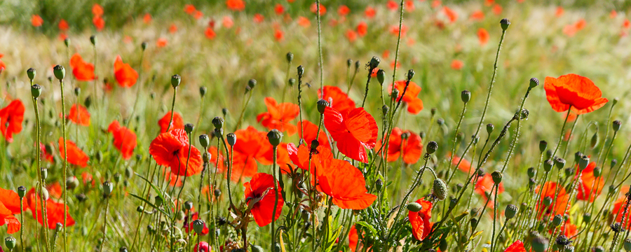 mohn-feld  --