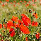 mohn-feld  --