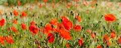 mohn-feld  --