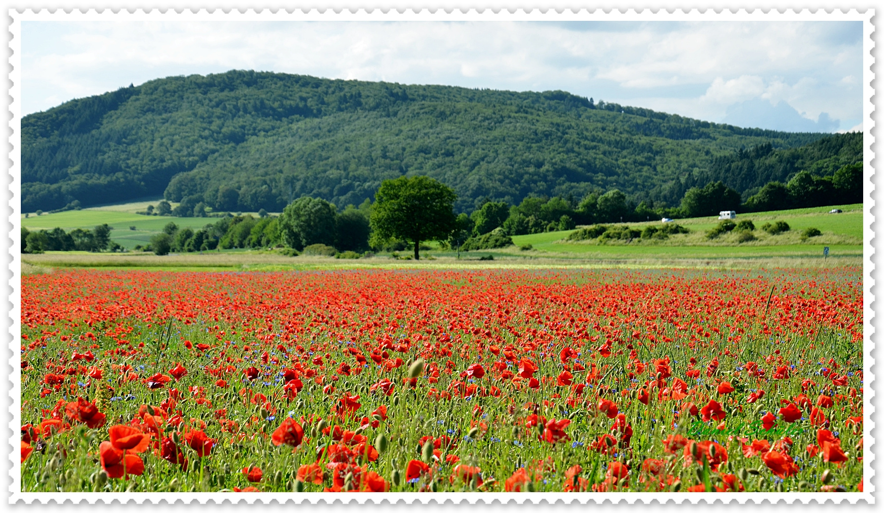 Mohn Feld