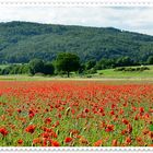 Mohn Feld