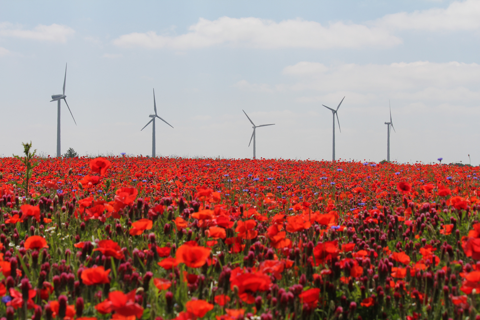 Mohn Feld