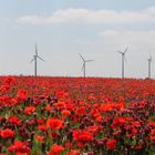 Mohn Feld