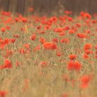 Mohn Feld