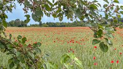Mohn-Feld I
