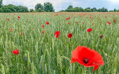 Mohn-Feld II