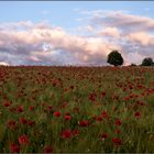 MOHN FELD VOR SONNENUNTERGANG.