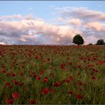 MOHN FELD VOR SONNENUNTERGANG.