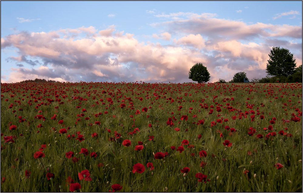 MOHN FELD VOR SONNENUNTERGANG.