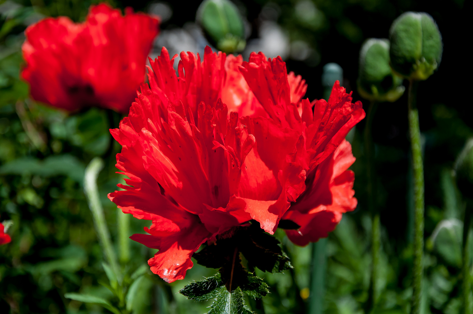 Mohn Feuer