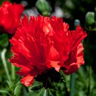 Mohn Feuer