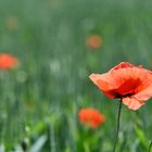 Mohn