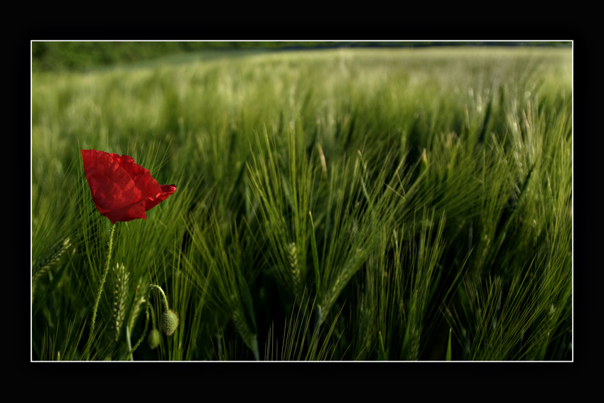 Mohn