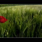 Mohn