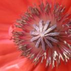 Mohn