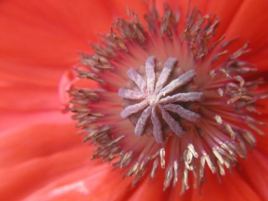 Mohn