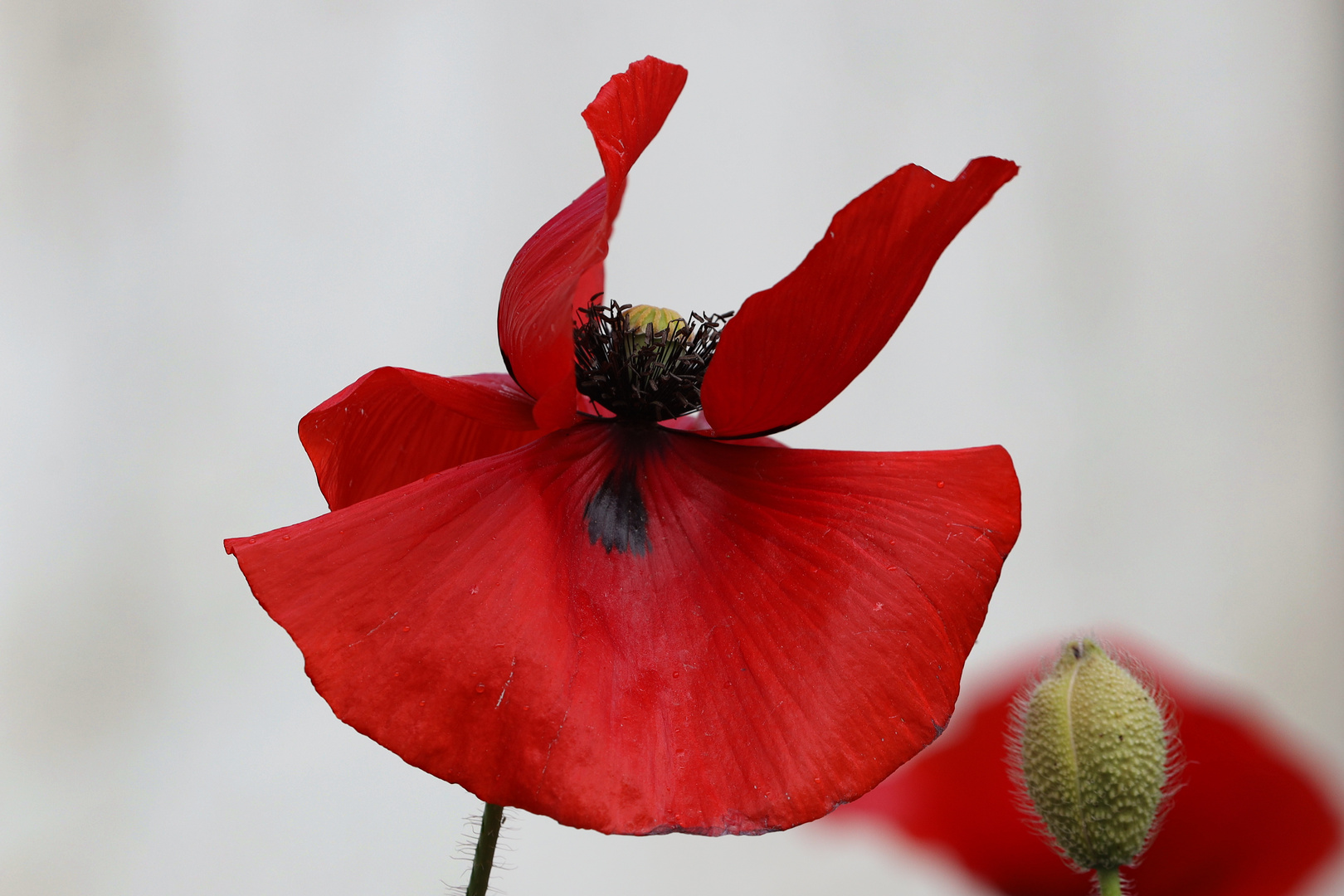 Mohn