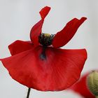 Mohn