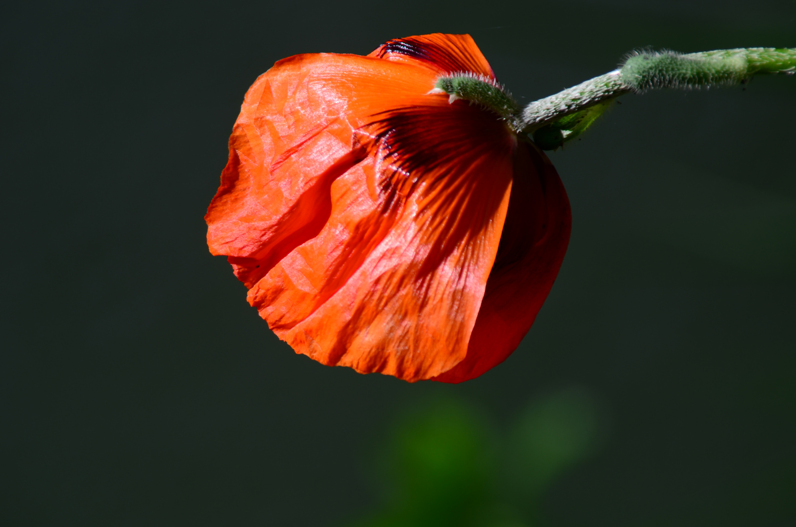 mohn