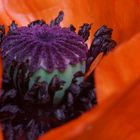 Mohn