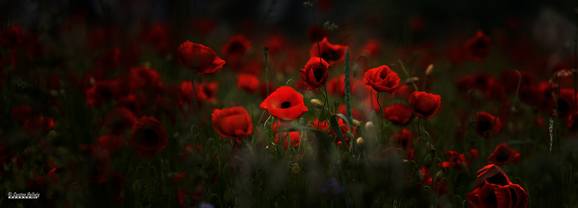 Mohn 