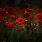 Mohn 