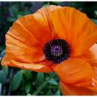 Mohn