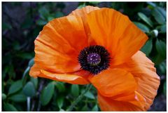 Mohn