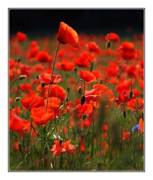 Mohn field (II)