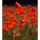 Mohn field (II)