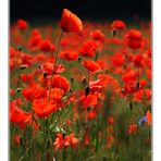 Mohn field (II)