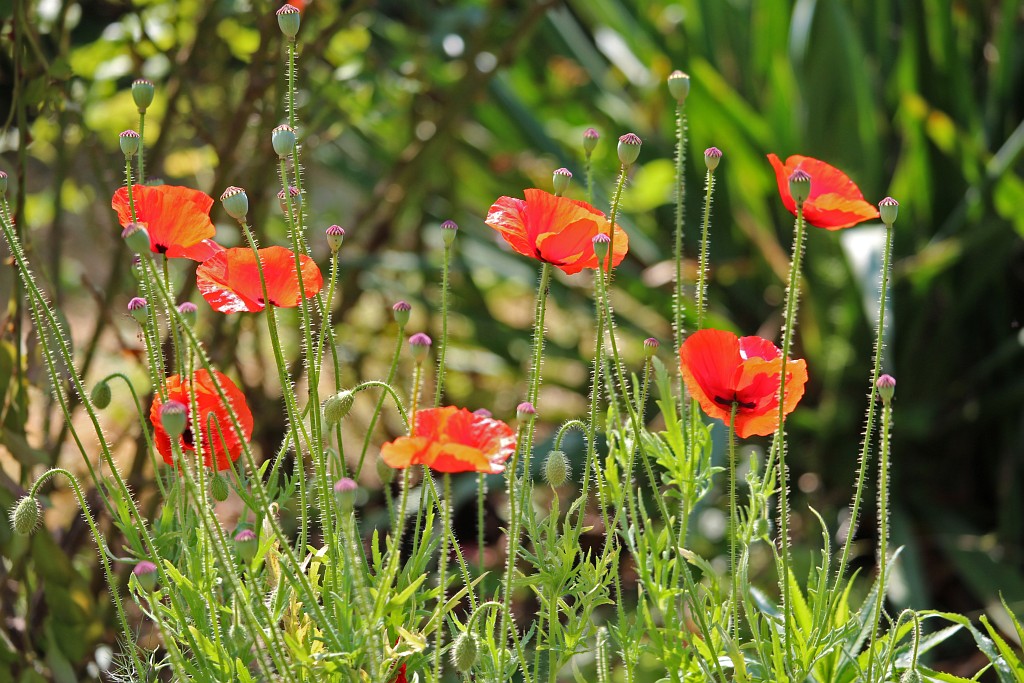 Mohn filigran im Sonnenlicht