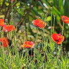 Mohn filigran im Sonnenlicht