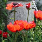 Mohn - finale furioso